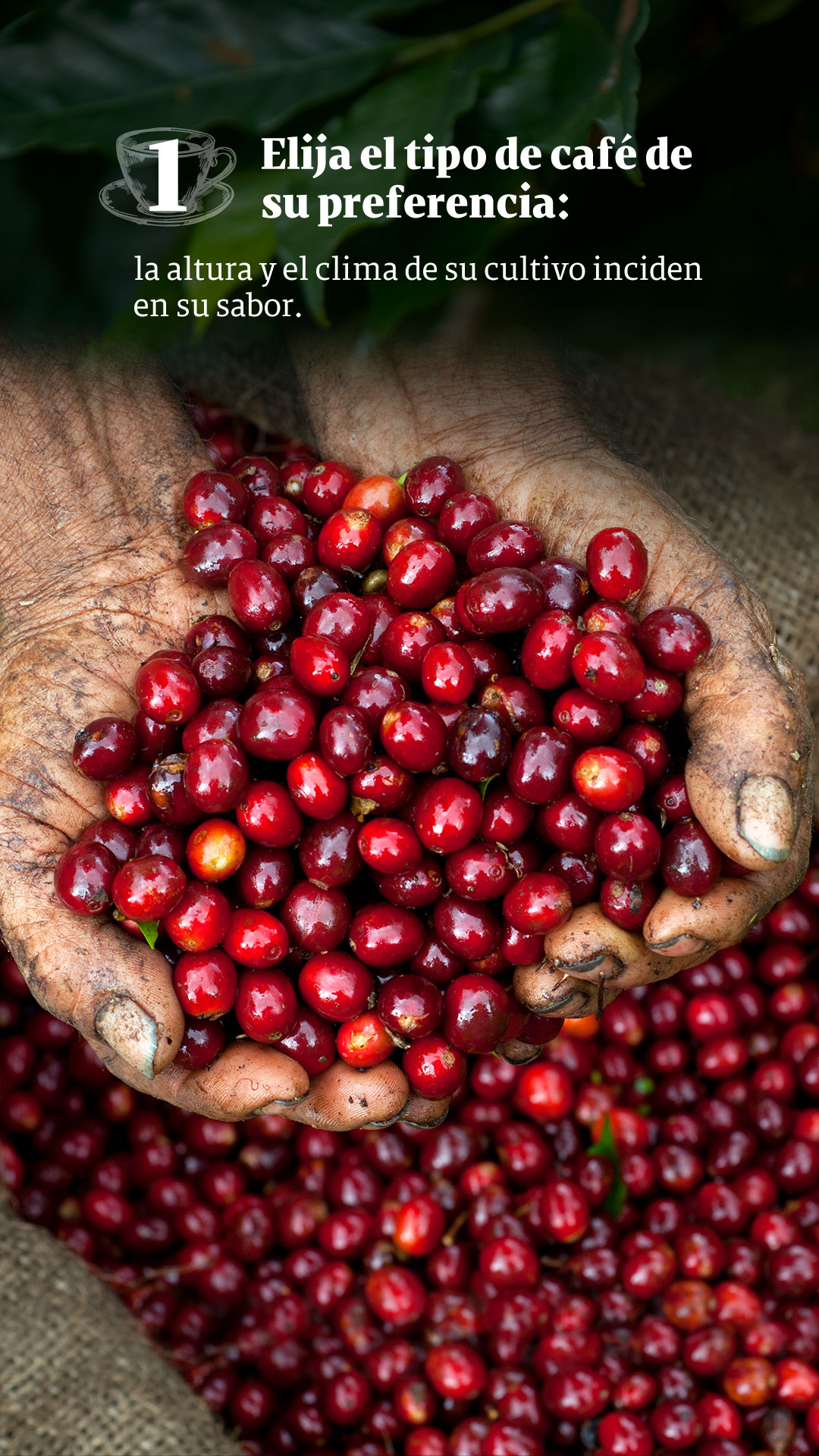 Café, una bebida universal